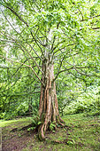 Dawn redwood (Metasequoia glyptostroboides), summer, Brittany, France