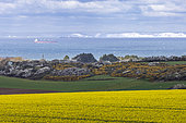 English coasts seen from the Wissant hinterland, spring, Opal Coast, Pas-de-Calais, France