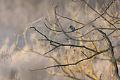 Kingfisher (Alcedo atthis) on a branch, Alsace, France