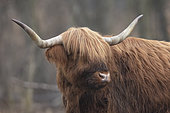 Scottish Highland Cow standing in a nature area, France