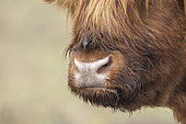Scottish Highland Cow snout, France