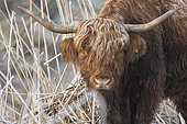 Scottish Highland Cow with frosted fur, France