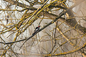 Middle spotted woodpecker (Leiopicus medius) on a branch, Alsace, France