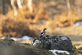 Eurasian jay (Garrulus glandarius) in winter on a rock, Alsace, France