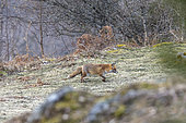 Red Fox (Vulpes vulpes) in the Vosges Mountains, France