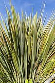 New Zealand flax (Phormium tenax) 'Purpurea'