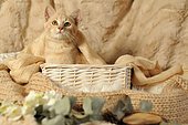 Young ginger cat in a studio setting with basket and fabrics