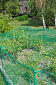 Protective netting on fruiting raspberry and currant bushes in the garden