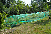 Filet de protection installé sur des framboisier et groseillers - jardin - fruits
