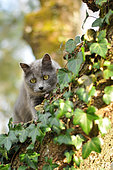 Grey cat in an ivy-covered tree