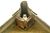 Young Barn Owl (Tyto alba) with its down nesting under a roof