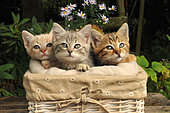 3 Kittens in a basket with natural decoration