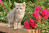 Grey kitten in a natural setting with Emera roses