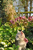 Young grey cat among pink and white Christmas roses (Hellebores niger)