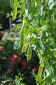 Sugar pea (Pisum sativum) in a vegetable garden