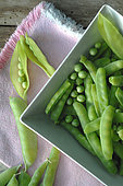 Sugar peas and Garden peas (Pisum sativum) in a dish, harvested from the garden