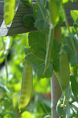 Sugar pea (Pisum sativum) in a vegetable garden