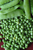 Sugar peas and Garden peas (Pisum sativum), harvested from the garden