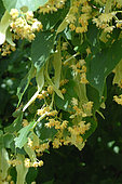 Lime blossoms (Tilia sp), making infusions and herbal teas for well-being