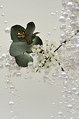 Spring bouquet: plum blossoms, eucalyptus leaves and pearls