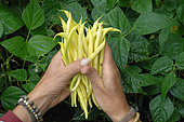 Harvesting Butter Beans (Phaseolus vulgaris) in the vegetable garden