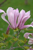 Flower garden, spring flowers: Magnolia flower (Magnolia sp)