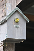 Birdhouse with a young chickadee waiting to be fed