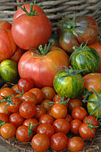 'Cherry', 'Green Zebra' and 'Crimean Black' tomatoes (Solanum lycopersicum)