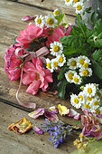 Garden treasures, edible and officinal plants: rose petals (Rosa sp), Lavender (Lavendula sp), Lime (Tilia sp), Chamomile (Matricaria recutita) for infusion and tisane