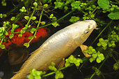 Koi Carp (Cyprinus carpio carpio) 'Platinium', Japanese Fish and Watermint (Mentha aquatica), Garden pond