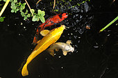 Koi Carp (Cyprinus carpio carpio) 'Platinium', 'Hi Hutsuri ogon', 'Yamabuki ogon', Japanese Fish and Watermint (Mentha aquatica), Garden pond