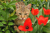 Tabby cat among red tulips in the garden