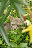 Grey tabby cat hidden in a flower bed in the garden