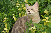 Grey tabby cat among the hellebores in bloom in the garden