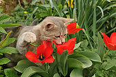 Young grey cat smelling a red tulip in the garden