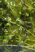 Common Toad (Bufo bufo) eggs in aquatic vegetation of a pond