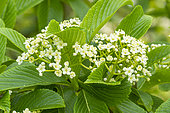 Siebold's viburnum (Viburnum sieboldii), flowers