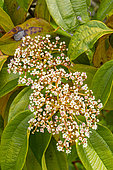 Cinnamon-leaved viburnum (Viburnum cinnamomifolium), flowers