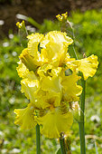 Tall Bearded Iris (Iris germanica) 'Buckwheat' Breeder : Byers 1988