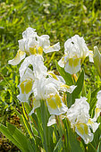 Tall Bearded Iris (Iris germanica) 'Crystal Bright' Breeder : Brown 1971