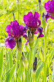 Tall Bearded Iris (Iris germanica) 'Fakir’s Fire' Breeder : Guild 1980