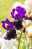 Tall Bearded Iris (Iris germanica) 'Persian Gown' Breeder : Brown 1985