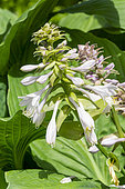 Plantain Lily Hosta 'Colossal', flowers