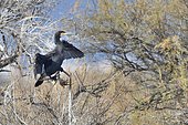 Great Cormorant (Phalacrocorax carbo) on a tree, Spain