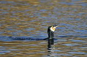 Great Cormorant (Phalacrocorax carbo) eating prey, Spain