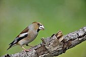 Hawfinch (Coccothraustes coccothraustes) on a branch, France