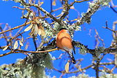 Bullfinch (Pyrrhula pyrrhula) feeding in a tree