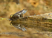 European frog (Rana temporaria) at the water's edge