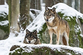 Couple of wolfs (Canis Lupus) on snow, captive, Sumava National Park, Bohemian Forest, Czech Republic, Europe