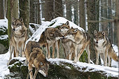 Wolfs (Canis Lupus) on snow, captive, Sumava National Park, Bohemian Forest, Czech Republic, Europe